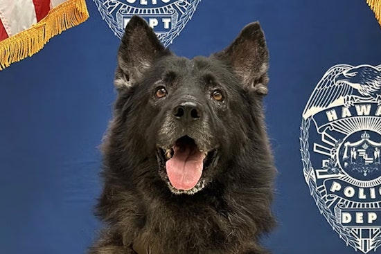 Hawai‘i Police Department Mourns K9 Archer, Vows to Review Policies After Preventable Tragedy in West Hawai‘i