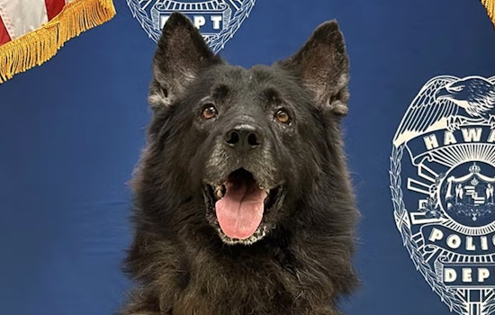 Hawai‘i Police Department Mourns K9 Archer, Vows to Review Policies After Preventable Tragedy in West Hawai‘i