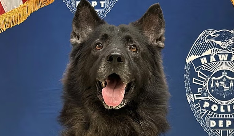 Hawai‘i Police Department Mourns K9 Archer, Vows to Review Policies After Preventable Tragedy in West Hawai‘i