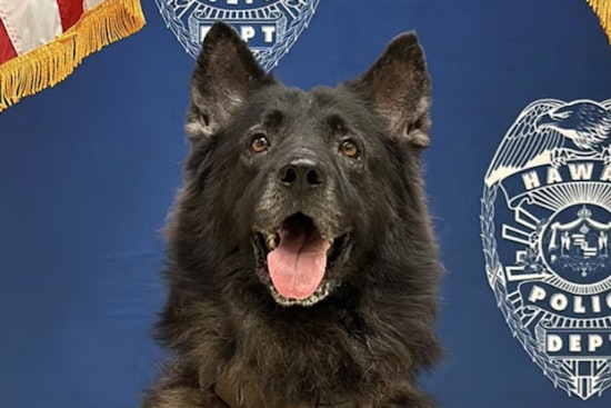 Hawai'i Police Officer Under Investigation After K-9 Dies in Patrol Car