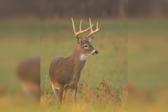 Hemorrhagic Disease Affects White-tailed Deer Populations Across Eight Counties in Tennessee