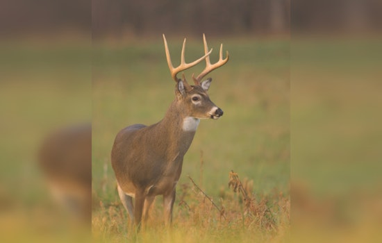 Hemorrhagic Disease Affects White-tailed Deer Populations Across Eight Counties in Tennessee