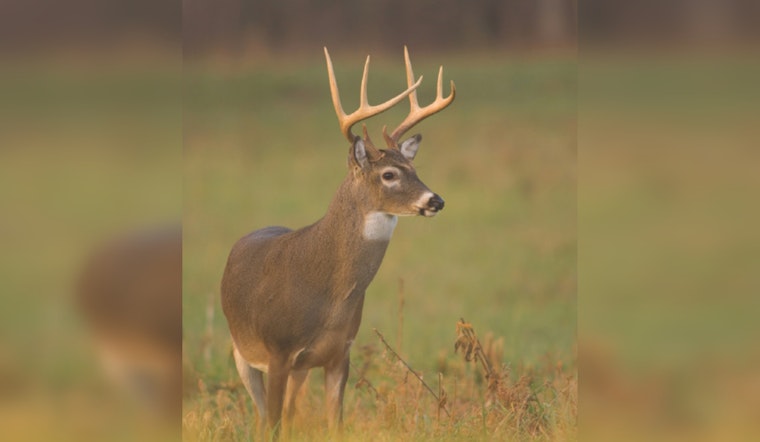 Hemorrhagic Disease Affects White-tailed Deer Populations Across Eight Counties in Tennessee