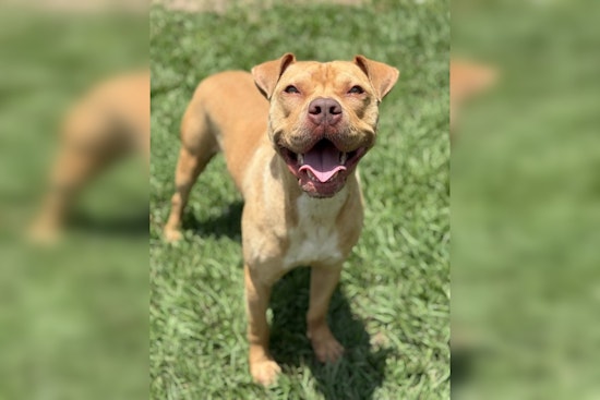 Hernando County Sheriff's Office Promotes Pet Adoption and Responsible Ownership, Introduces Dog 'Ford' to Brooksville Community
