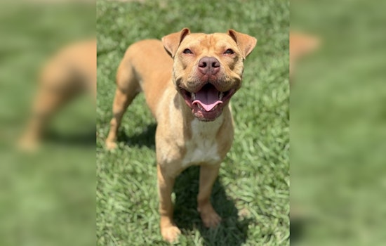 Hernando County Sheriff's Office Promotes Pet Adoption and Responsible Ownership, Introduces Dog 'Ford' to Brooksville Community
