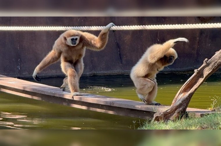 Honolulu Zoo Orchestrates Golden Years Companionship for Elderly Gibbons Bono and Japan