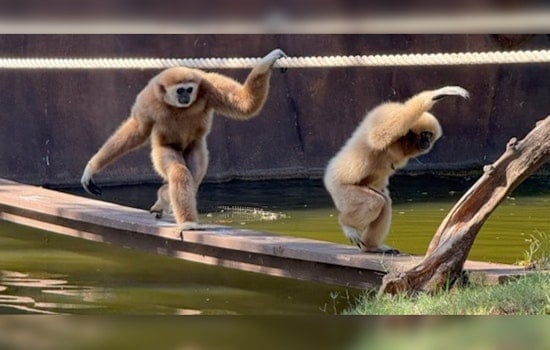 Honolulu Zoo Orchestrates Golden Years Companionship for Elderly Gibbons Bono and Japan