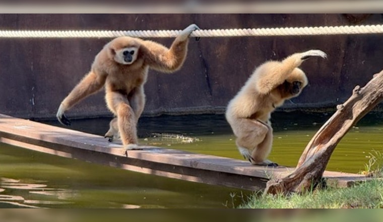 Honolulu Zoo Orchestrates Golden Years Companionship for Elderly Gibbons Bono and Japan
