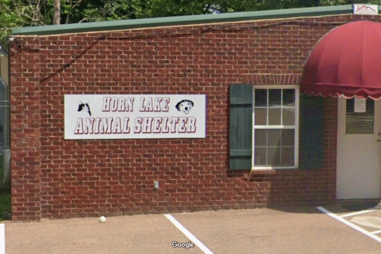 Horn Lake Animal Shelter Leadership Ousted, Director Suspects Allegations Over Fund Management