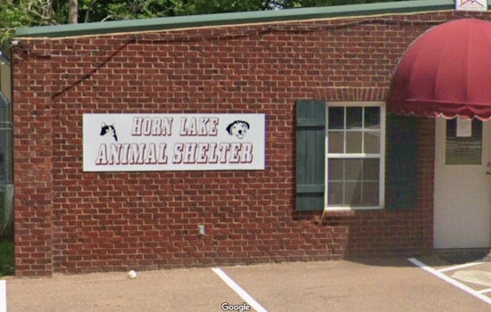 Horn Lake Animal Shelter Leadership Ousted, Director Suspects Allegations Over Fund Management