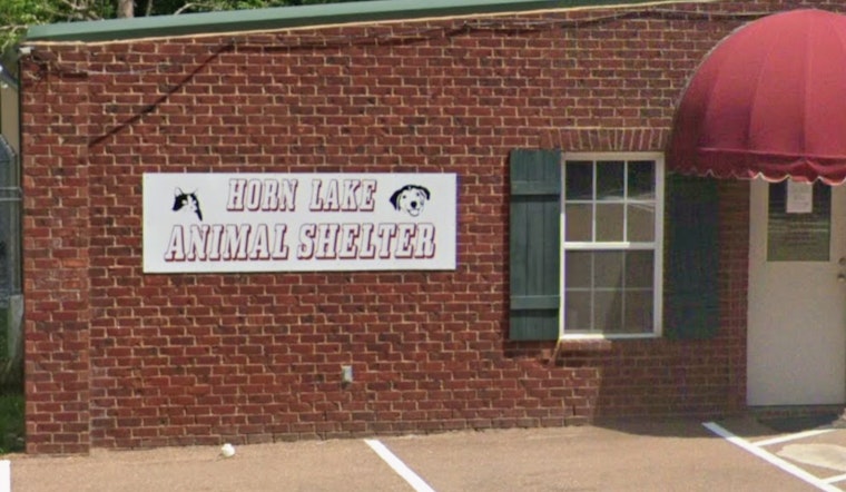 Horn Lake Animal Shelter Leadership Ousted, Director Suspects Allegations Over Fund Management