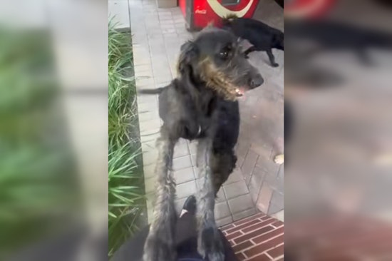 Houston Man Charged with Animal Cruelty for Shooting Stray Dogs in Southwest Park