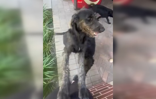 Houston Man Charged with Animal Cruelty for Shooting Stray Dogs in Southwest Park