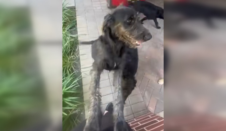 Houston Man Charged with Animal Cruelty for Shooting Stray Dogs in Southwest Park