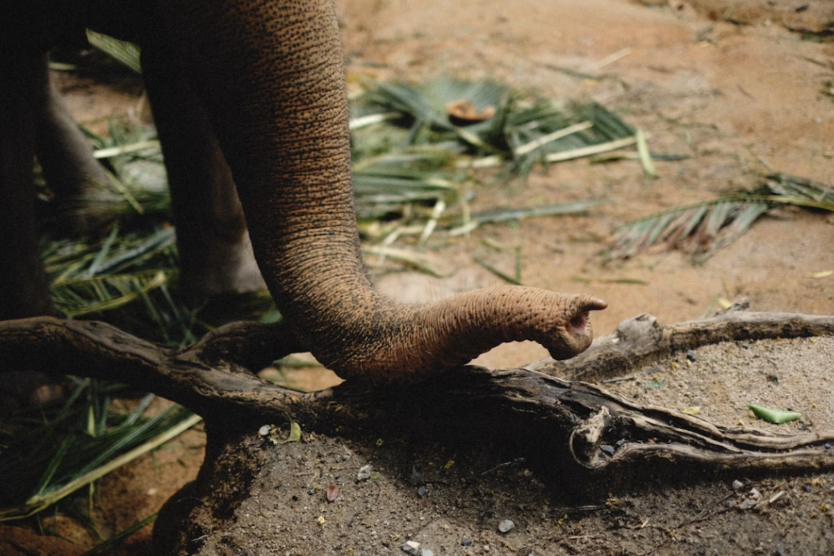 Indianapolis Zoo Celebrates 2nd Birthday of Beloved Elephant Jabari, image size:1200x800