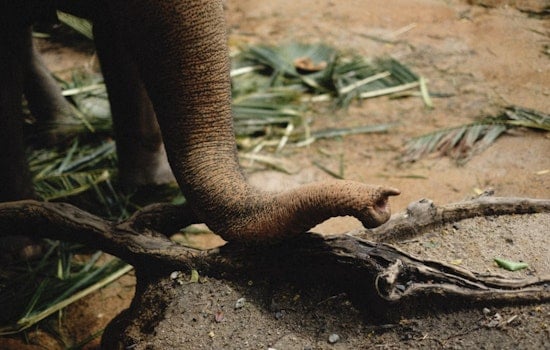 Indianapolis Zoo Celebrates 2nd Birthday of Beloved Elephant Jabari with Festive Enrichment Activities