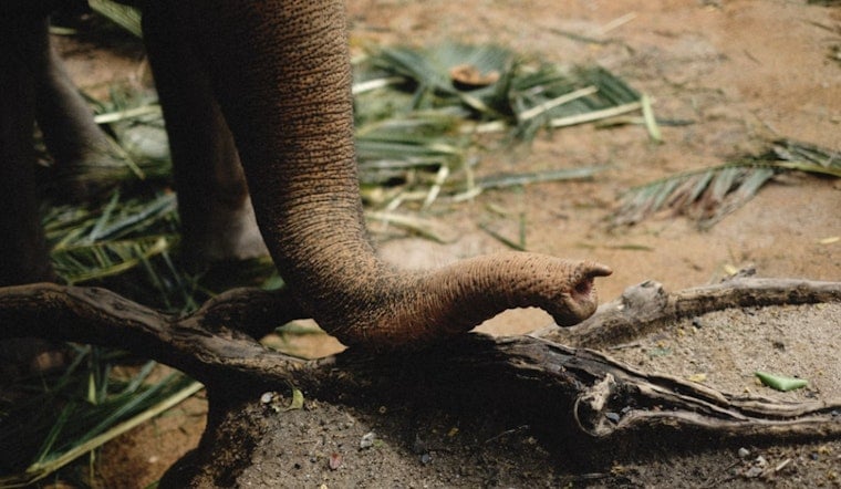 Indianapolis Zoo Celebrates 2nd Birthday of Beloved Elephant Jabari with Festive Enrichment Activities