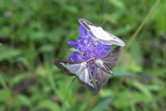 Invasive Box Tree Moth Spreads to Four More Ohio Counties, Threatening Horticulture Industry