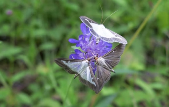 Invasive Box Tree Moth Spreads to Four More Ohio Counties, Threatening Horticulture Industry