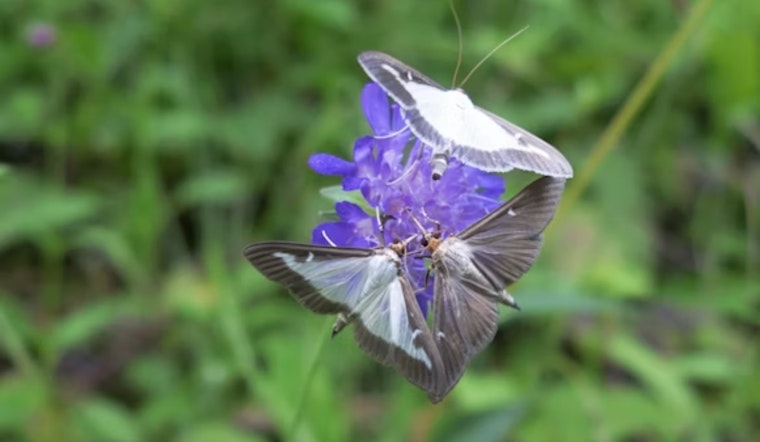 Invasive Box Tree Moth Spreads to Four More Ohio Counties, Threatening Horticulture Industry