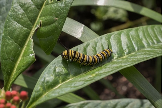 Invasive Caterpillars Threaten Boxwood Shrubs in Midwest, Cincinnati Scientists Advise on Prevention