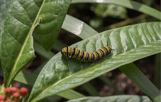 Invasive Caterpillars Threaten Boxwood Shrubs in Midwest, Cincinnati Scientists Advise on Prevention
