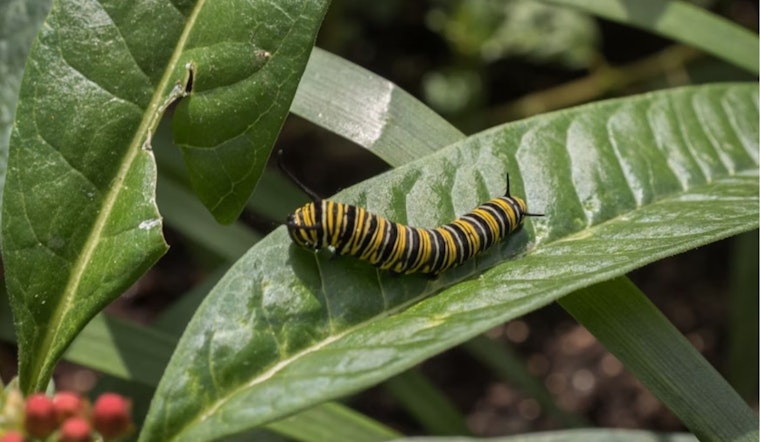 Invasive Caterpillars Threaten Boxwood Shrubs in Midwest, Cincinnati Scientists Advise on Prevention