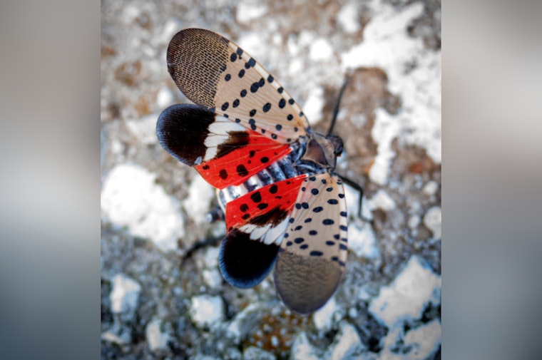 Invasive Spotted Lanternfly Detected in East Tennessee, Threatens Local Agriculture