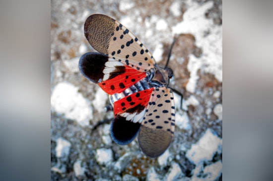 Invasive Spotted Lanternfly Detected in East Tennessee, Threatens Local Agriculture