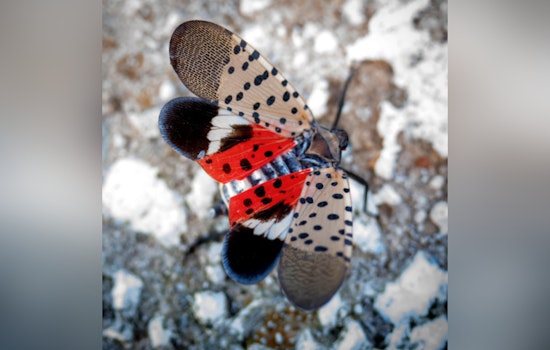 Invasive Spotted Lanternfly Detected in East Tennessee, Threatens Local Agriculture