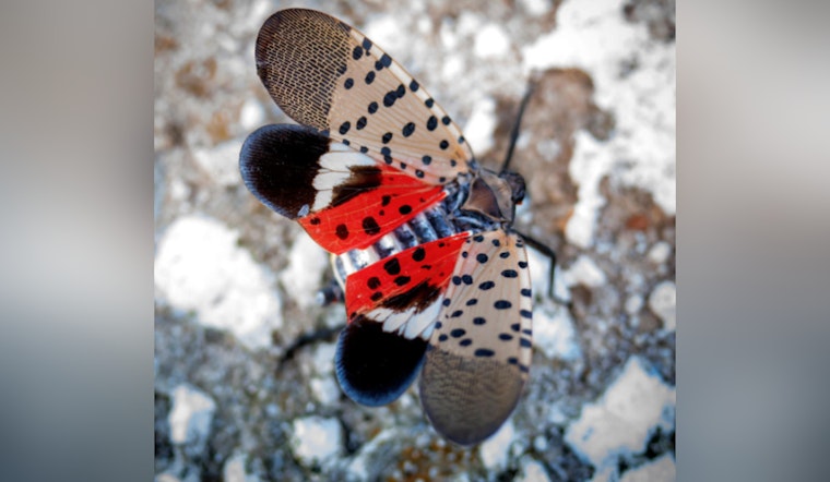 Invasive Spotted Lanternfly Detected in East Tennessee, Threatens Local Agriculture