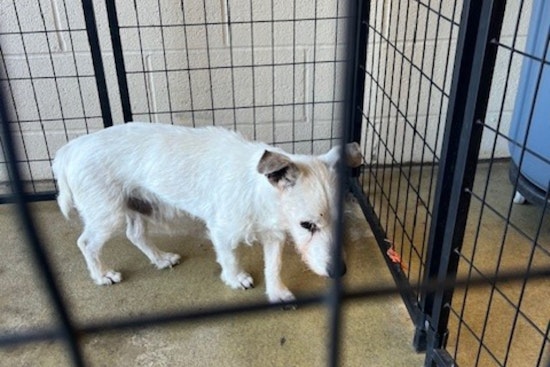 Jackson Township Rejoices as Elderly Lost Dog Reunited with Family