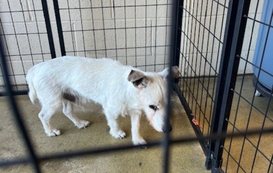 Jackson Township Rejoices as Elderly Lost Dog Reunited with Family