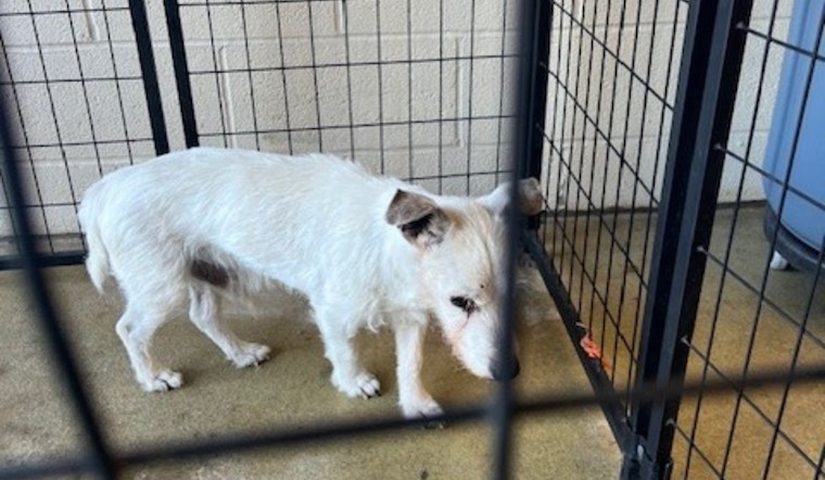 Jackson Township Rejoices as Elderly Lost Dog Reunited with Family