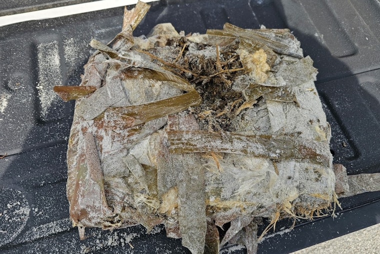 Jacksonville Beach Police Seize 19 Pounds of Marijuana Washed Ashore and Urge Public Caution