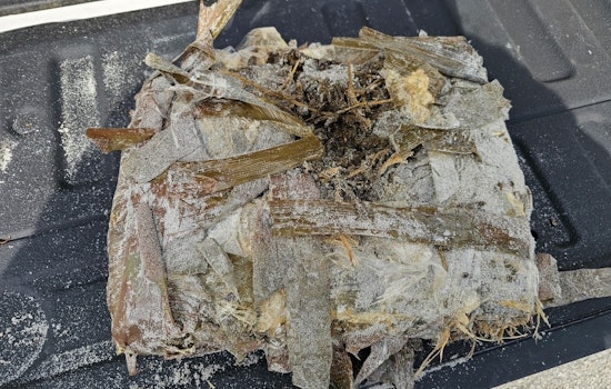 Jacksonville Beach Police Seize 19 Pounds of Marijuana Washed Ashore and Urge Public Caution