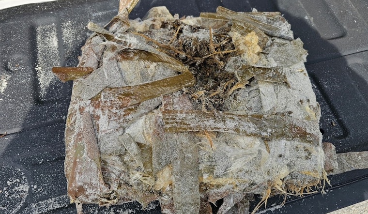 Jacksonville Beach Police Seize 19 Pounds of Marijuana Washed Ashore and Urge Public Caution