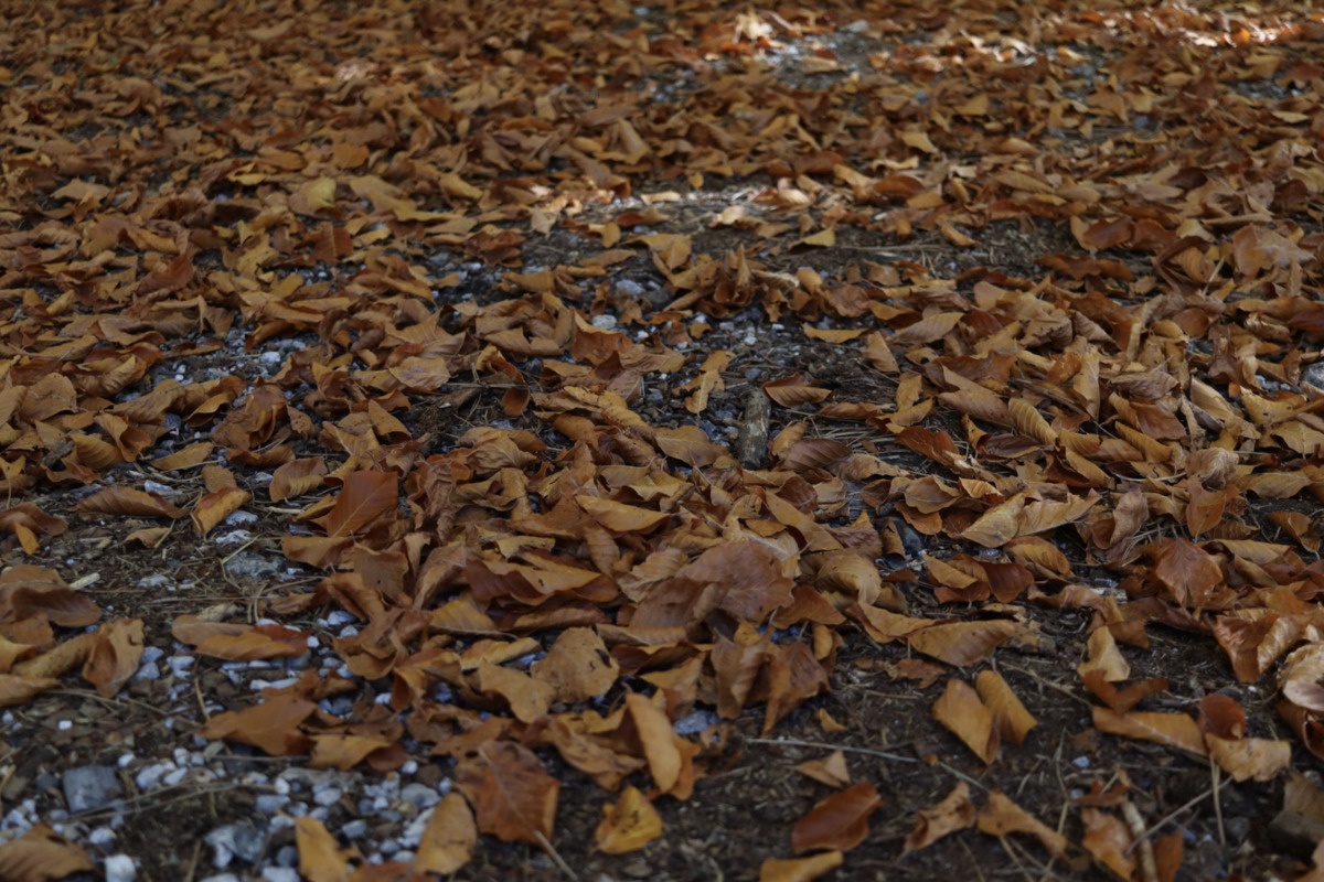 Janesville Leaf Pickup 2022