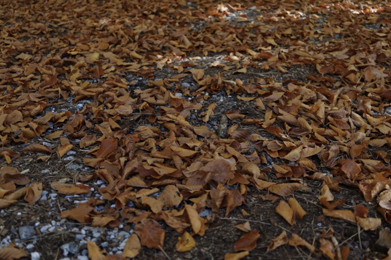 Janesville Announces Fall Leaf Collection Schedule with Online Map Available for Date Lookup