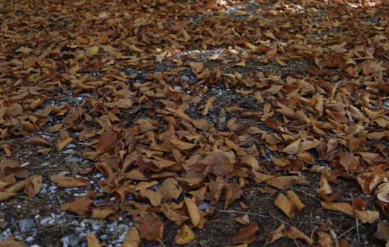 Janesville Announces Fall Leaf Collection Schedule with Online Map Available for Date Lookup