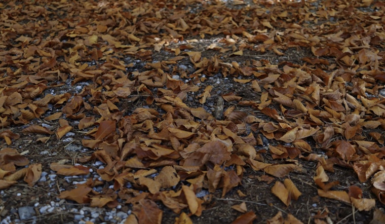 Janesville Announces Fall Leaf Collection Schedule with Online Map Available for Date Lookup