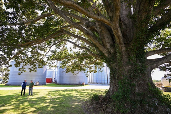 Jennings County, Indiana Proudly Home to Nation's Largest Swamp Chestnut Oak Tree