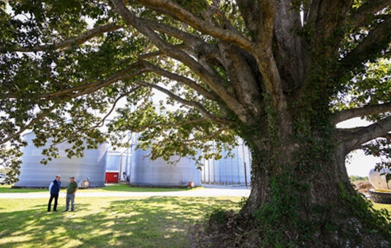 Jennings County, Indiana Proudly Home to Nation's Largest Swamp Chestnut Oak Tree