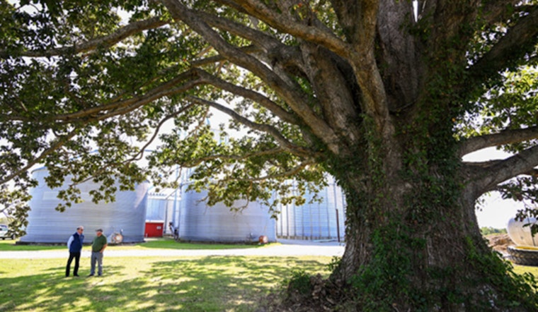 Jennings County, Indiana Proudly Home to Nation's Largest Swamp Chestnut Oak Tree