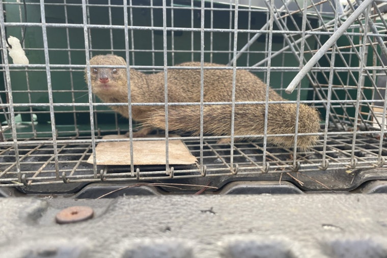 Kaua‘i Invasive Species Committee Captures Sixth Mongoose Since 2012 in Effort to Protect Island Ecosystem