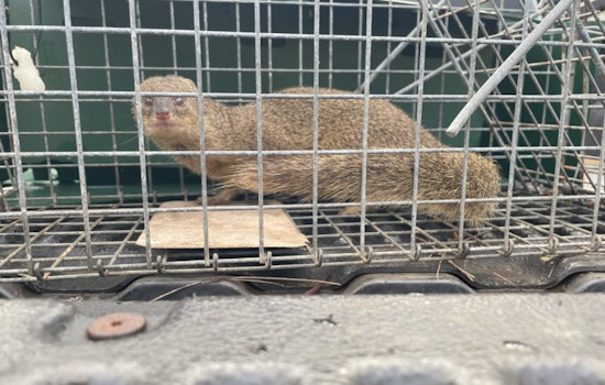 Kaua‘i Invasive Species Committee Captures Sixth Mongoose Since 2012 in Effort to Protect Island Ecosystem