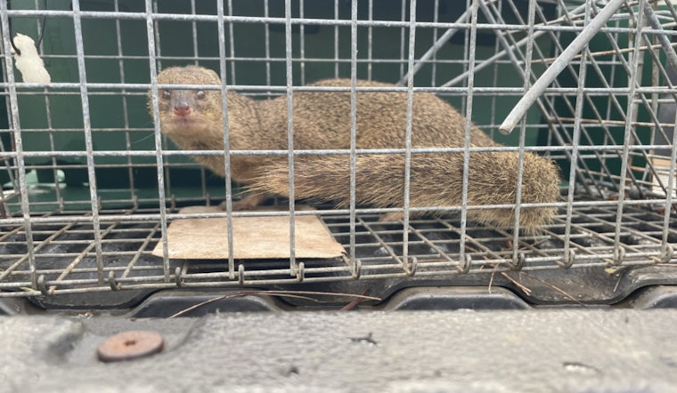 Kaua‘i Invasive Species Committee Captures Sixth Mongoose Since 2012 in Effort to Protect Island Ecosystem