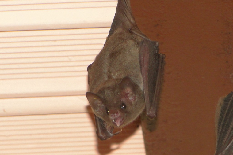 Kent County Health Officials Confirm First Rabies Case in Bat, Urge West Michigan Residents to Exercise Caution