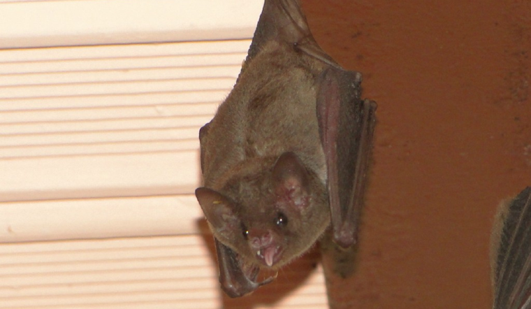 Kent County Health Officials Confirm First Rabies Case in Bat, Urge West Michigan Residents to Exercise Caution