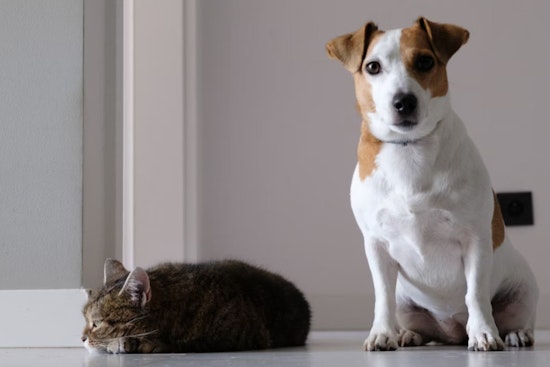 King County's 'License for Love' Campaign Urges Pet Owners in Bellevue, Kent, Redmond to Register Cats and Dogs